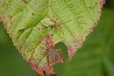 BUITEN BEELD Foto: 40687