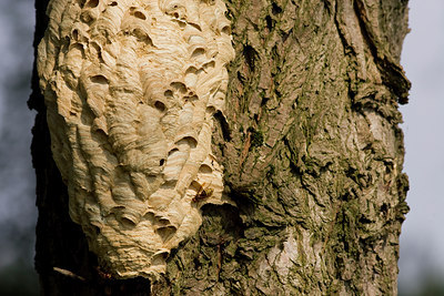 BUITEN BEELD Foto: 40692