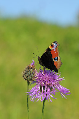 BUITEN BEELD Foto: 40707