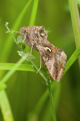 BUITEN BEELD Foto: 40714