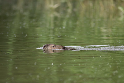 BUITEN BEELD Foto: 40727
