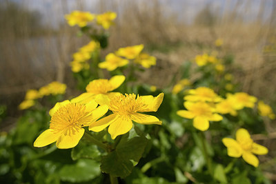 BUITEN BEELD Foto: 40744