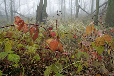 BUITEN BEELD Foto: 40772