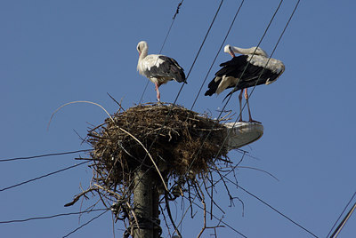 BUITEN BEELD Foto: 40806