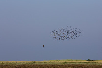 BUITEN BEELD Foto: 40827