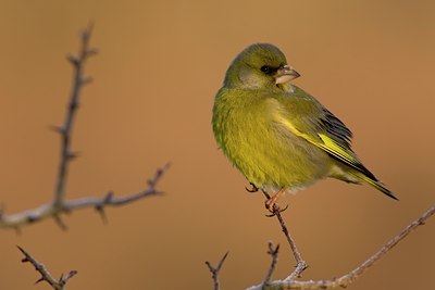 BUITEN BEELD Foto: 40828