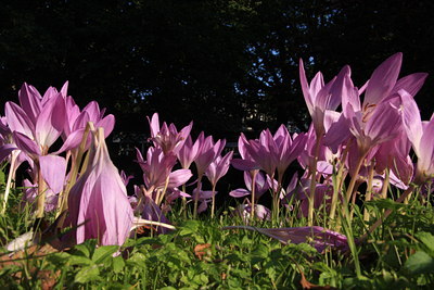 BUITEN BEELD Foto: 40839