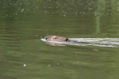 BUITEN BEELD Foto: 40846