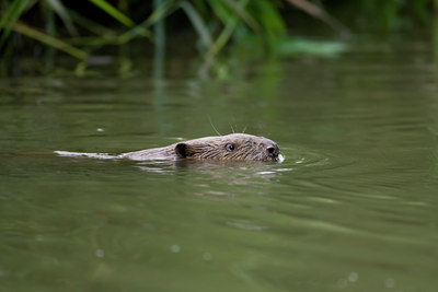 BUITEN BEELD Foto: 40850
