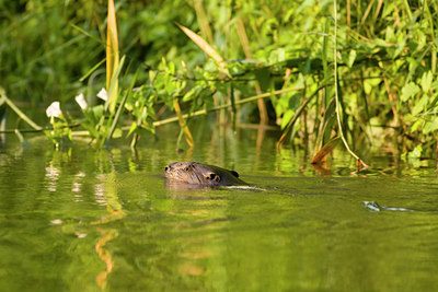 BUITEN BEELD Foto: 40851