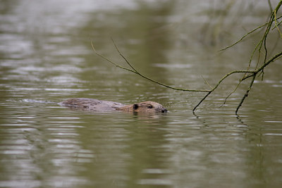BUITEN BEELD Foto: 40861