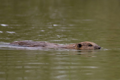 BUITEN BEELD Foto: 40862