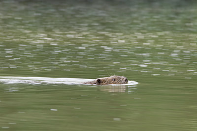 BUITEN BEELD Foto: 40870