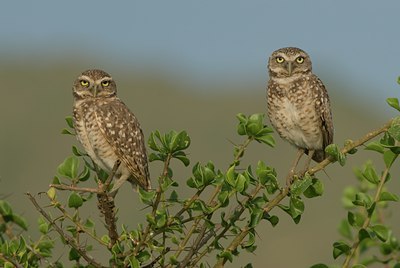 BUITEN BEELD Foto: 40889