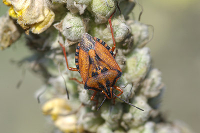 BUITEN BEELD Foto: 40923