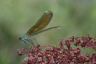 BUITEN BEELD Foto: 40925