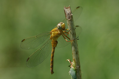 BUITEN BEELD Foto: 40932