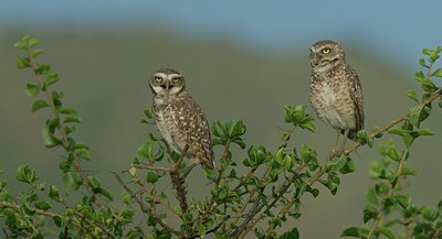 BUITEN BEELD Foto: 40946