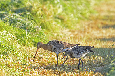 BUITEN BEELD Foto: 409008