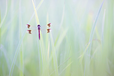 BUITEN BEELD Foto: 409011