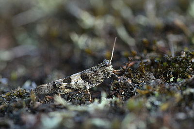BUITEN BEELD Foto: 409017