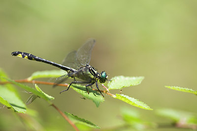 BUITEN BEELD Foto: 409019