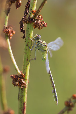 BUITEN BEELD Foto: 409024