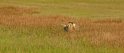 BUITEN BEELD Foto: 409043