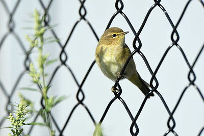 BUITEN BEELD Foto: 409066