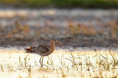 BUITEN BEELD Foto: 409071