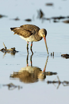 BUITEN BEELD Foto: 409077