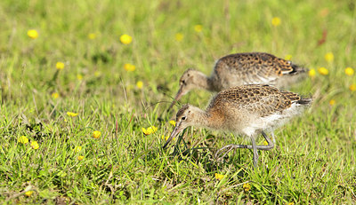 BUITEN BEELD Foto: 409078