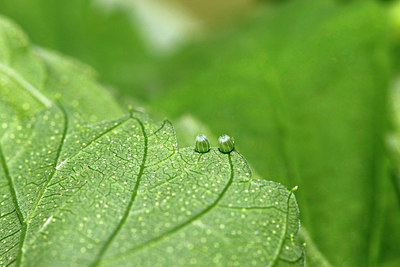 BUITEN BEELD Foto: 409084