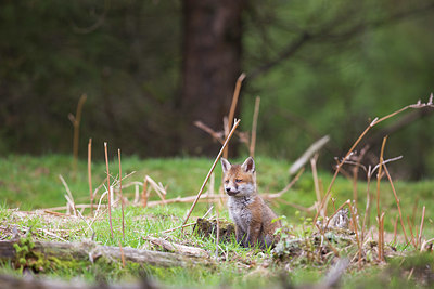 BUITEN BEELD Foto: 409100