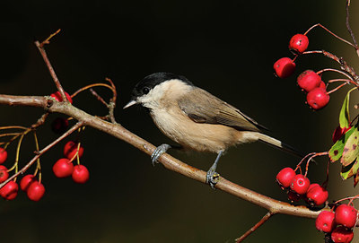 BUITEN BEELD Foto: 409123
