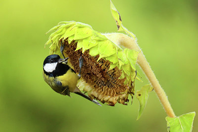 BUITEN BEELD Foto: 409129