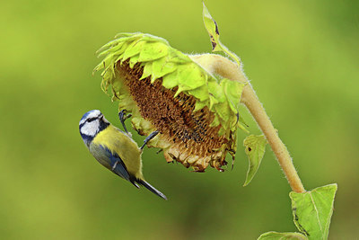 BUITEN BEELD Foto: 409130