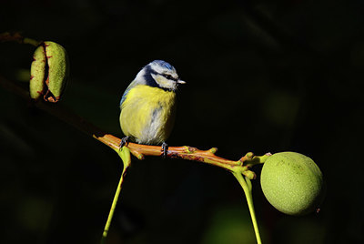 BUITEN BEELD Foto: 409131