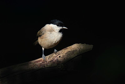 BUITEN BEELD Foto: 409134