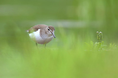 BUITEN BEELD Foto: 409142