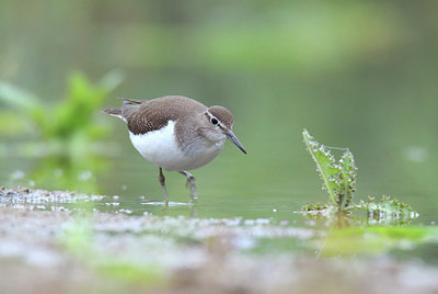 BUITEN BEELD Foto: 409145