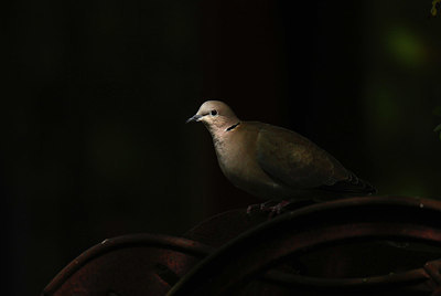 BUITEN BEELD Foto: 409148