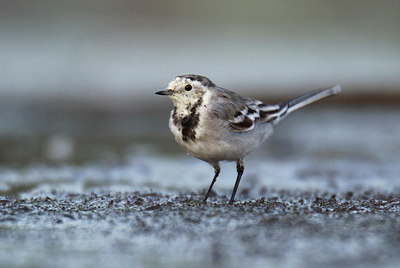 BUITEN BEELD Foto: 409159