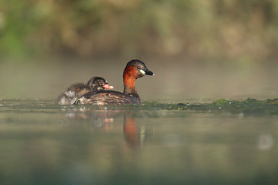 BUITEN BEELD Foto: 409163