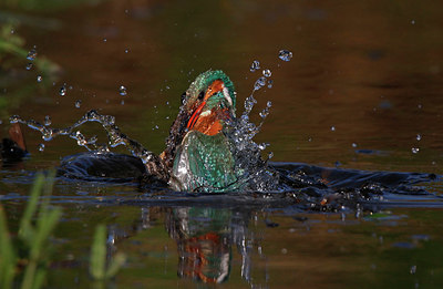 BUITEN BEELD Foto: 409172