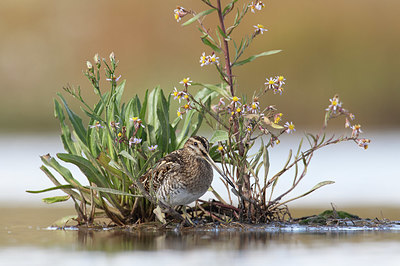 BUITEN BEELD Foto: 409182