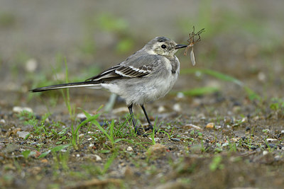 BUITEN BEELD Foto: 409199