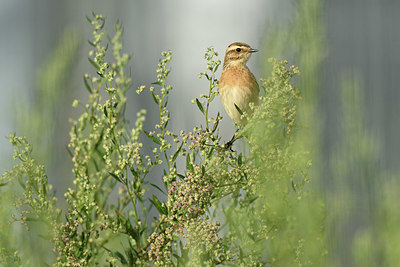 BUITEN BEELD Foto: 409200