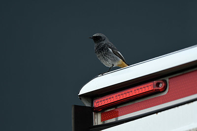 BUITEN BEELD Foto: 409203