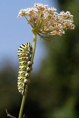 BUITEN BEELD Foto: 409210